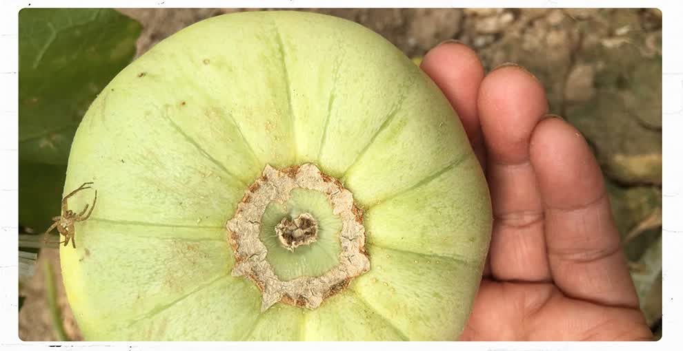 新待蔬菜种子